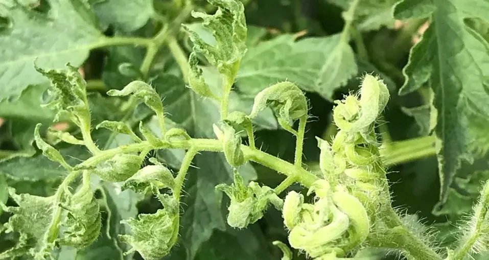 Why do tomato leaves curl in a greenhouse?