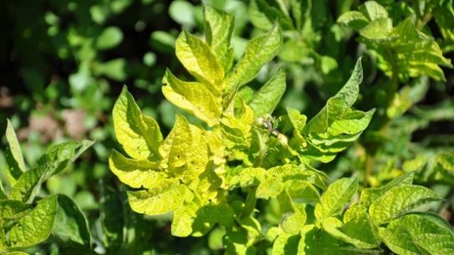 Why do tomato leaves turn yellow and dry in a greenhouse