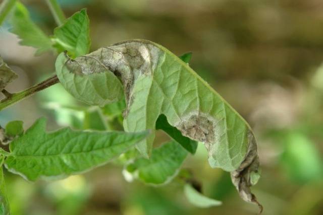 Why do tomato leaves turn yellow and dry in a greenhouse