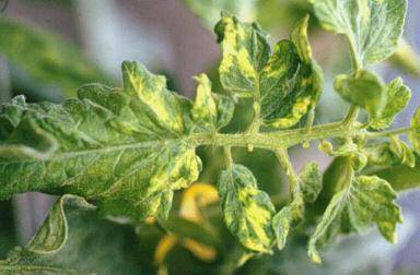 Why do tomato leaves turn yellow and dry in a greenhouse