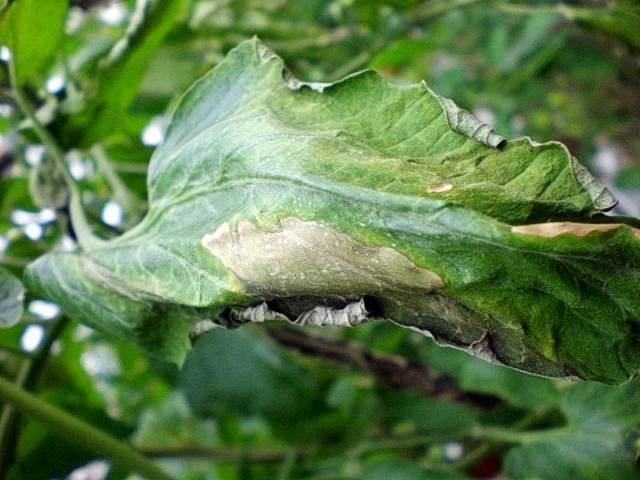 Why do tomato leaves turn yellow and dry in a greenhouse