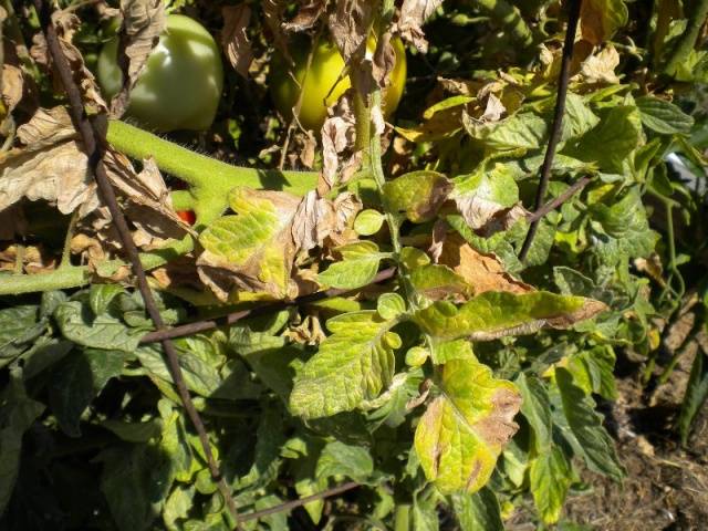 Why do tomato leaves turn yellow and dry in a greenhouse