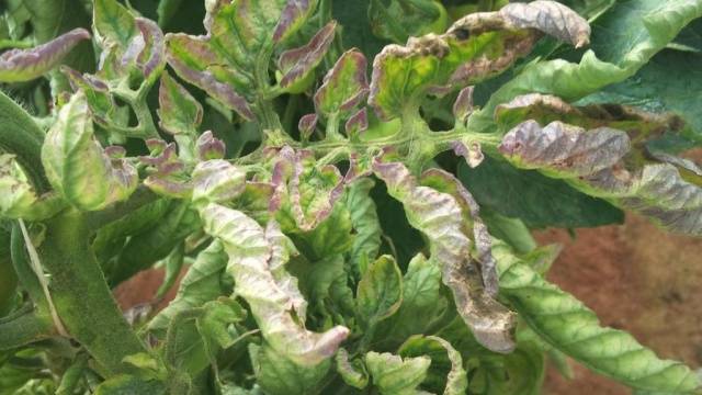 Why do tomato leaves turn yellow and dry in a greenhouse