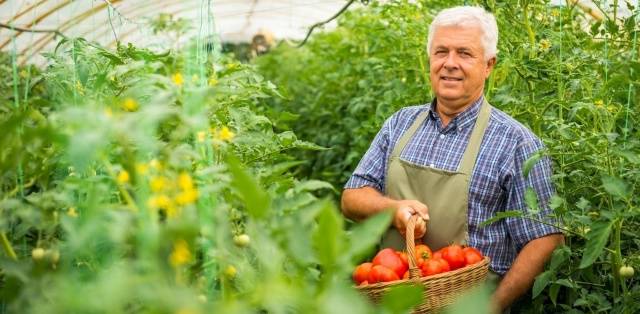 Why do tomato leaves turn yellow and dry in a greenhouse