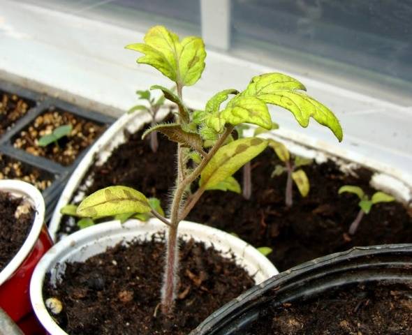 Why do tomato leaves turn yellow and dry in a greenhouse