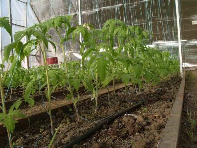 Why do tomato leaves turn yellow and dry in a greenhouse