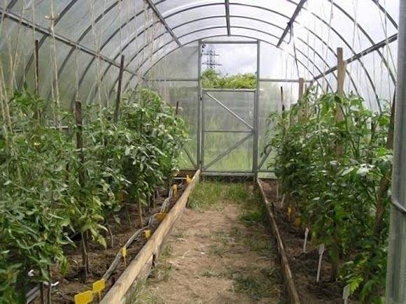 Why do tomato leaves turn yellow and dry in a greenhouse