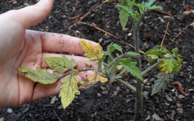 Why do tomato leaves turn yellow and dry in a greenhouse