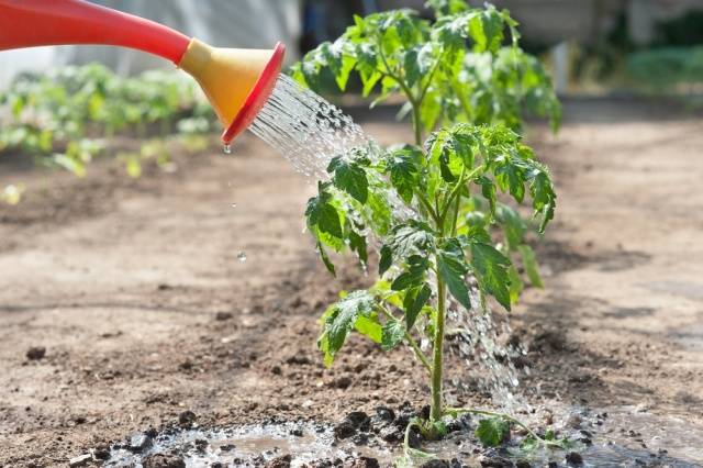 Why do tomato leaves turn yellow and dry in a greenhouse