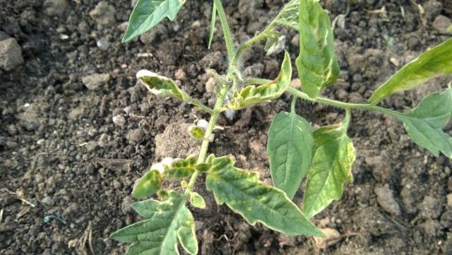 Why do tomato leaves turn yellow and dry in a greenhouse