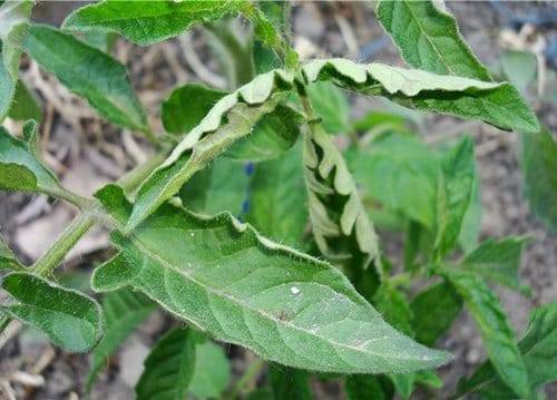 Why do tomato seedlings curl leaves + photo 