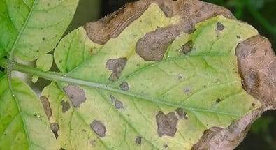 Why do tomato seedlings curl leaves + photo 