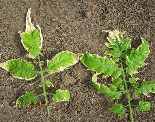 Why do tomato seedlings curl leaves + photo 