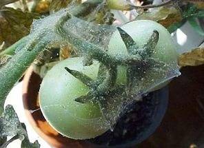 Why do tomato seedlings curl leaves + photo 