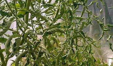 Why do tomato seedlings curl leaves + photo 