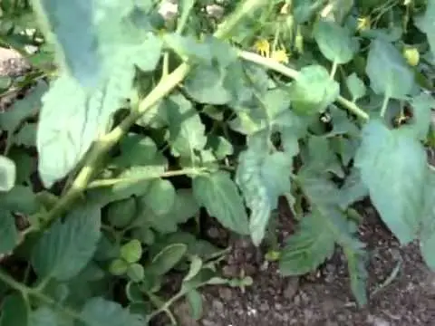 Why do tomato seedlings curl leaves + photo 