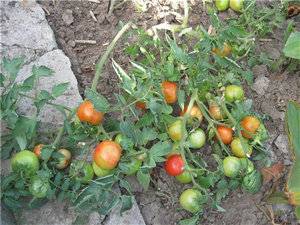 Why do tomato seedlings curl leaves + photo 