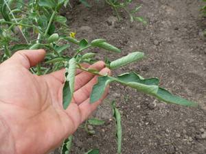 Why do tomato seedlings curl leaves + photo 