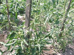 Why do tomato seedlings curl leaves + photo 