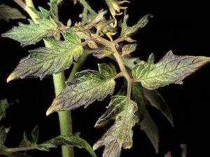 Why do tomato seedlings curl leaves + photo 