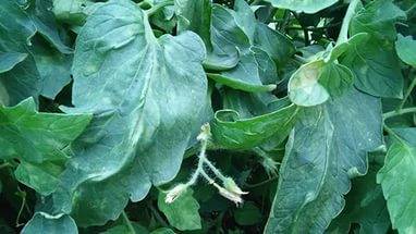 Why do tomato seedlings curl leaves + photo 