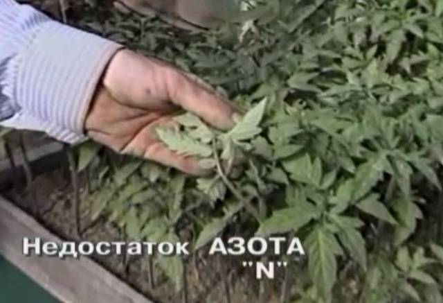 Why do tomato seedlings curl leaves + photo 