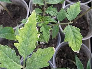 Why do tomato seedlings fall leaves