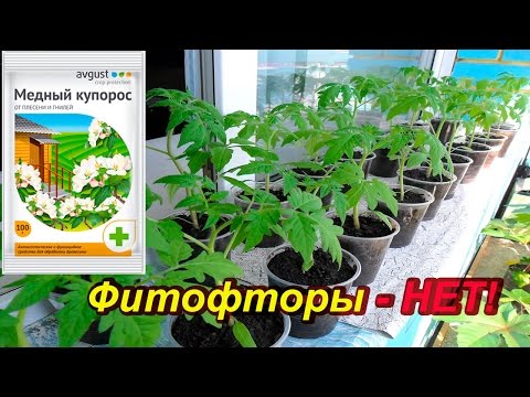 Why do tomato seedlings fall leaves