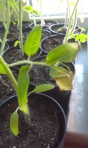 Why do tomato seedlings fall leaves