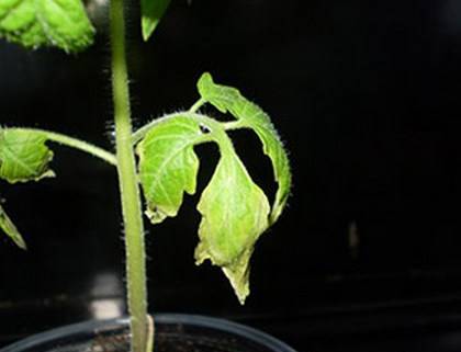 Why do tomato seedlings fall leaves