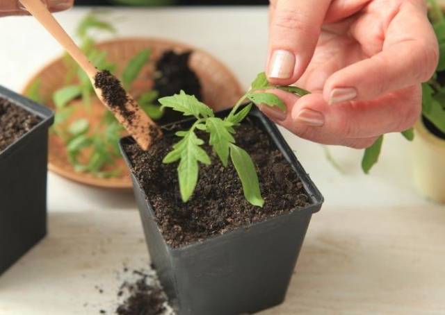 Why do tomato seedlings fall leaves