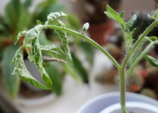 Why do tomato seedlings fall leaves