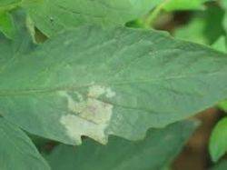 Why do tomato seedlings fall leaves