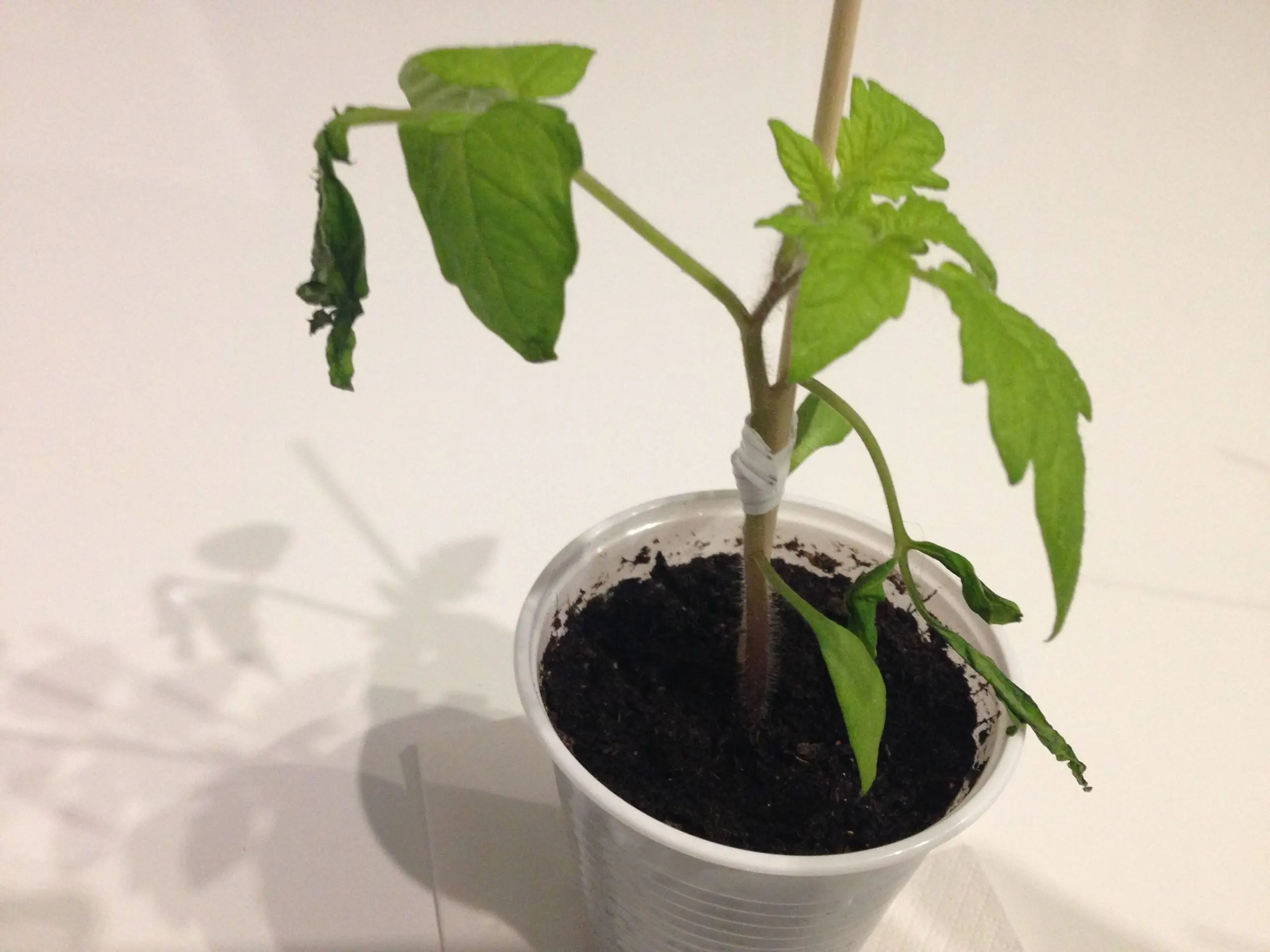 Why do tomato seedlings fall leaves