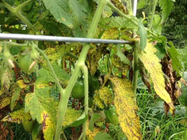 Why do tomatoes turn yellow and dry leaves 