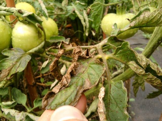 Why do tomatoes turn yellow and dry leaves 