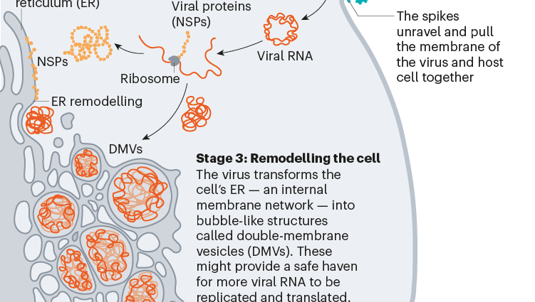 Why do viruses mutate so easily? The expert explains where the new variants come from