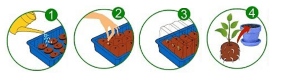 Why do we need peat tablets for seedlings