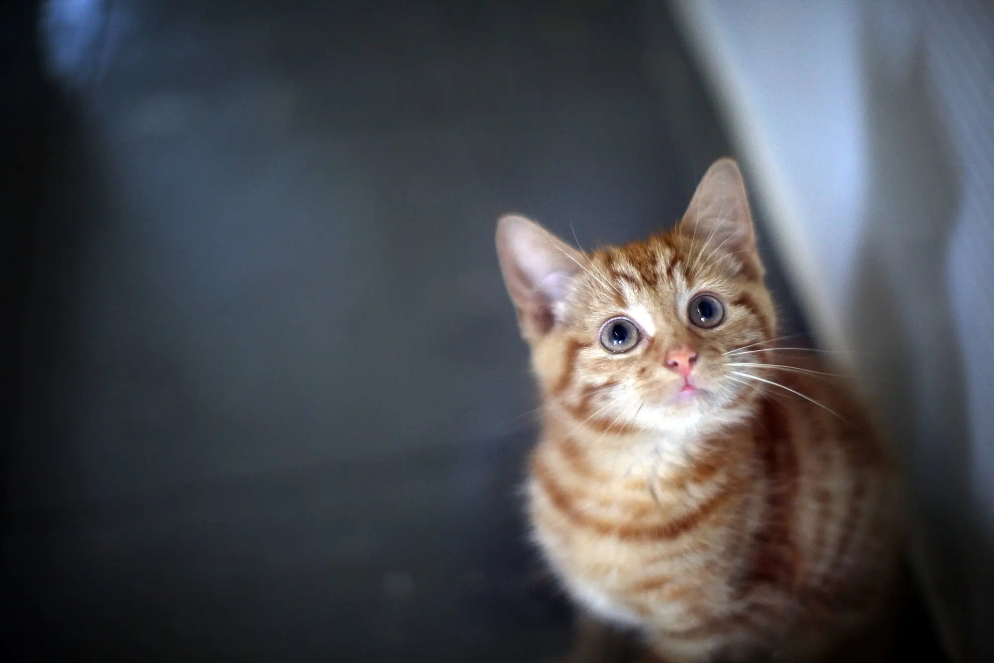 Why do we want to chew on toddlers and cute kittens? The answer is psychology