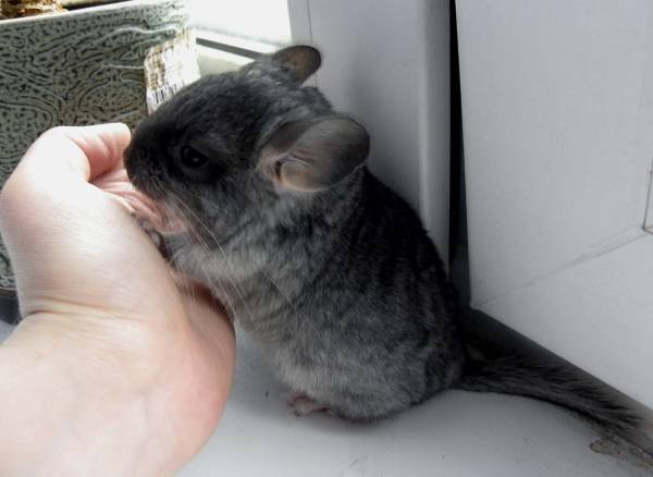 Why does a chinchilla bite