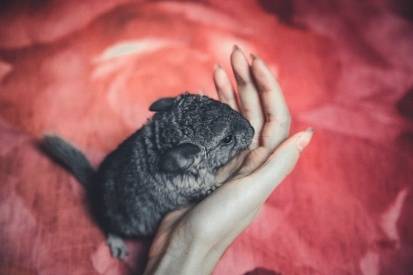 Why does a chinchilla bite