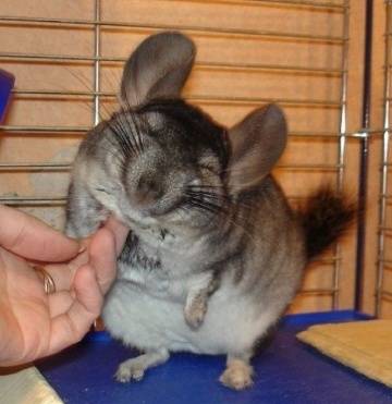 Why does a chinchilla bite