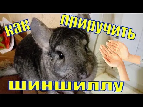 Why does a chinchilla bite