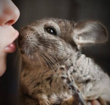 Why does a chinchilla bite