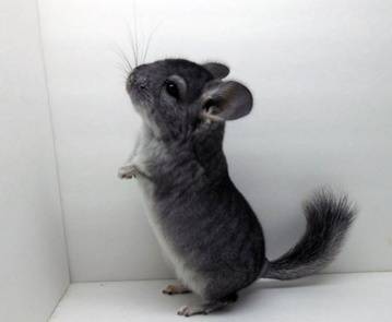 Why does a chinchilla bite