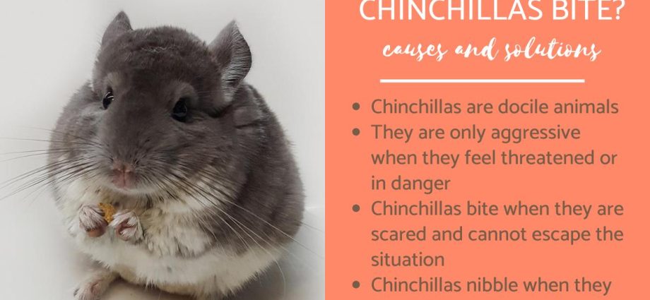 Why does a chinchilla bite