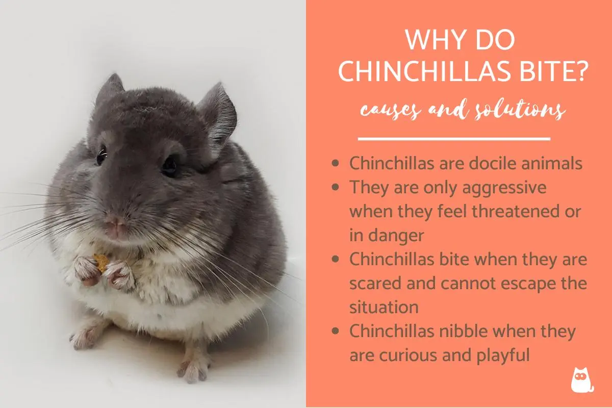 Why does a chinchilla bite