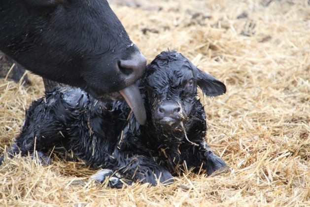 Why does a cow have no milk after calving?