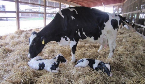 Why does a cow have no milk after calving?