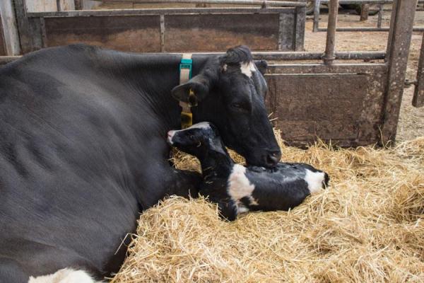 Why does a cow have no milk after calving?